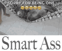 Smart Ass Donkey GIF - Smart Ass Donkey Sleeping GIFs