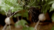 Spider Web GIF - Spider Web Spider Web GIFs