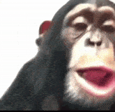 a close up of a chimpanzee with its mouth open and its tongue out .