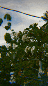 a tree with white flowers and green leaves against a blue sky