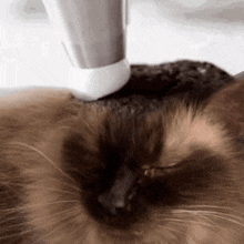 a close up of a cat 's face with a white bottle in the background