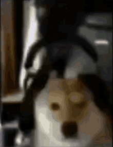 Dog Shiba Inu GIF - Dog Shiba Inu Shiba GIFs