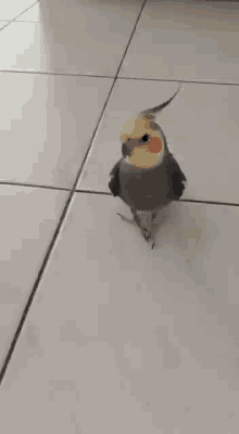a blurred image of a bird on a tile floor