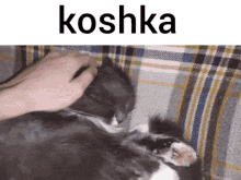 Koshka Cat GIF - Koshka Cat Scratch GIFs