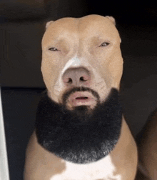 a brown and white dog with a black beard