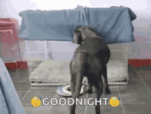 Nap Dog GIF - Nap Dog Bedtime GIFs
