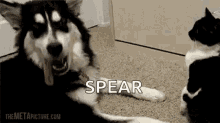 dog cat slap no means no spear