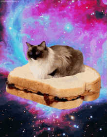 peanutbutterandjelly pbandj pbjday sandwiches cats