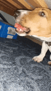 Jack Russell Xlone GIF