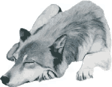 Wolf Sticker GIF