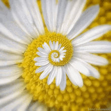 Trippy Flower GIF - Trippy Flower GIFs