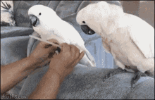 cockatoo filing nails pedicure manicure