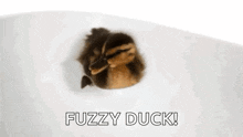 Cute Duck GIF - Cute Duck Duckling GIFs