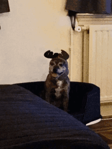 Orioneke Adopteddog GIF