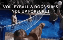 Dog Playing GIF - Dog Playing Volley GIFs