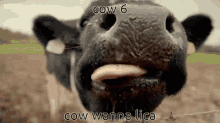 Cow Cow6 GIF