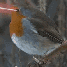 Bird Lasers GIF
