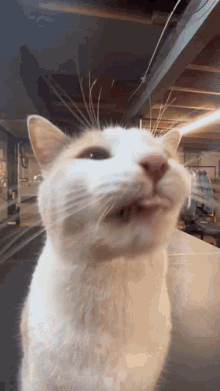 Fatfatmillycat Silly Cat GIF - Fatfatmillycat Silly Cat Cat GIFs