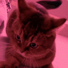 a close up of a cat looking at the camera with a pink background