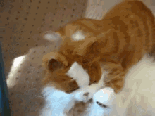 What'S Wrong With Your Friend Kitty? GIF - Cute Kitten Toys GIFs