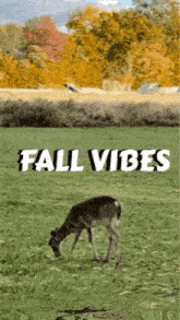 Gtwymer Fall Vibes GIF
