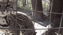 a close up of a leopard behind a fence