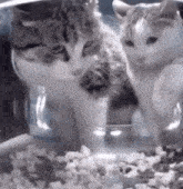 Feeder Cats Cat Fight GIF - Feeder Cats Cat Fight Feeder Cats Fighting GIFs