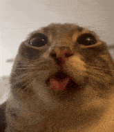 a close up of a cat 's face with its tongue hanging out .