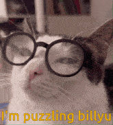 I'M Puzzling Billyu Billyu Cat GIF - I'M Puzzling Billyu Billyu Cat Billyu GIFs