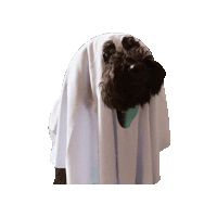 a black dog is hiding behind a white sheet