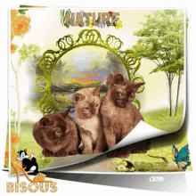 a picture of three kittens with the word nature on the bottom