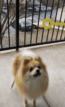 Pomeranian Bubbles GIF - Pomeranian Bubbles Deckard GIFs