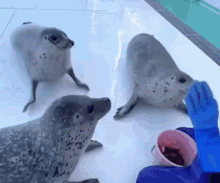 Seal Seal Dance GIF - Seal Seal Dance Kad GIFs