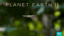 Planet Earth Flying Lizard GIF