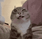 a cat is sticking its tongue out and looking up at the camera