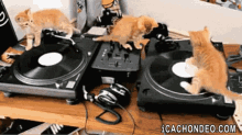 Meow GIF - Cat Cats Mix GIFs