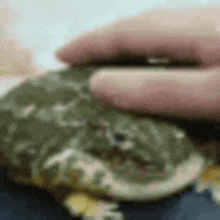 a close up of a person petting a frog with their hand .