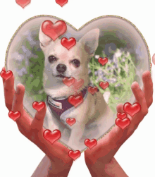 Chihuahua Cutedog GIF - Chihuahua Cutedog Hearts GIFs