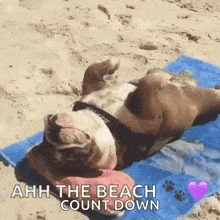 Bbeachday Chilling GIF - Bbeachday Chilling Dogs GIFs