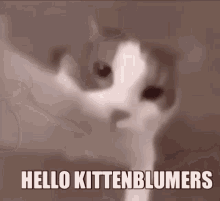 Kittenblume Meow GIF - Kittenblume Meow Cat GIFs