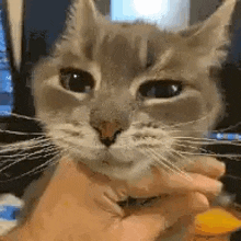 Cat Pet GIF - Cat Pet Chin Rub GIFs