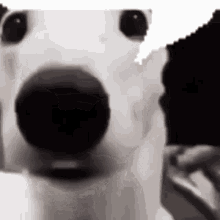 White_dog_talk GIF - White_dog_talk GIFs
