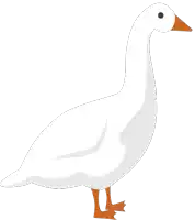 a white goose with orange legs and a black spot on its head