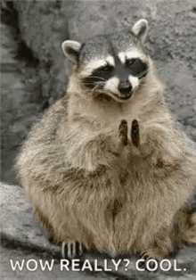 Raccoon Wow Really Cool GIF - Raccoon Wow Really Cool Clapping GIFs