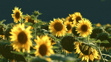 Anime Sunflowers GIF - Anime Sunflowers GIFs