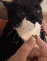 a black and white cat is being fed by a person 's hand