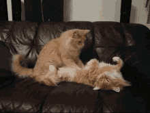 Kittens Massaging GIF - Kittens Massaging Rub GIFs