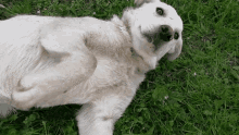 Dog Doggo GIF - Dog Doggo Wave GIFs