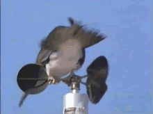 Bird Spin GIF - Bird Spin Wind Catcher GIFs