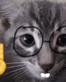 Cat Nerd GIF - Cat Nerd GIFs
